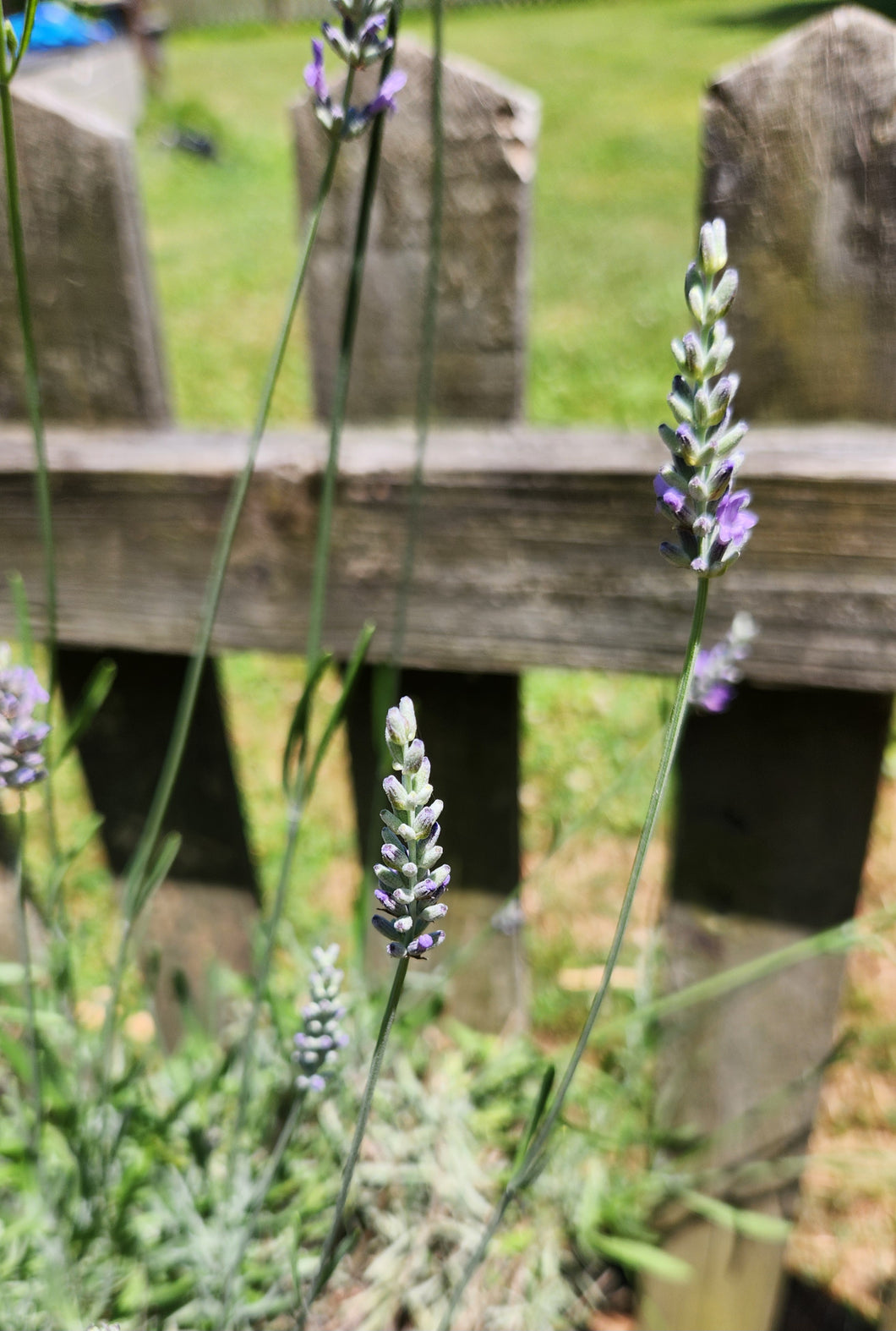 Lavender Almond  Cardamom Popcorn